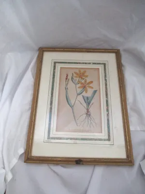 Antique 1791 BOTANICAL FLORAL Framed Print ART EDWARDS