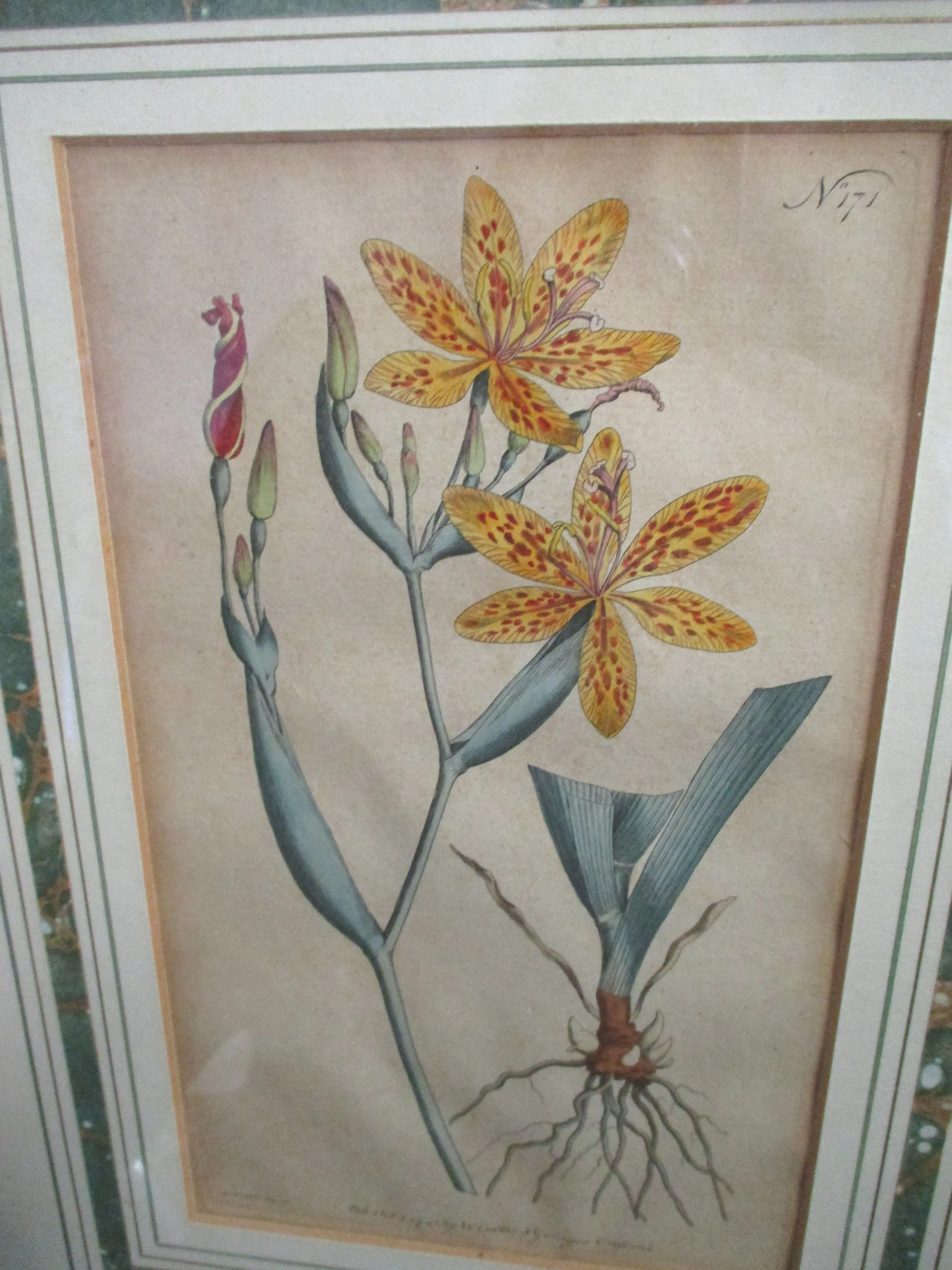 Antique 1791 BOTANICAL FLORAL Framed Print ART EDWARDS